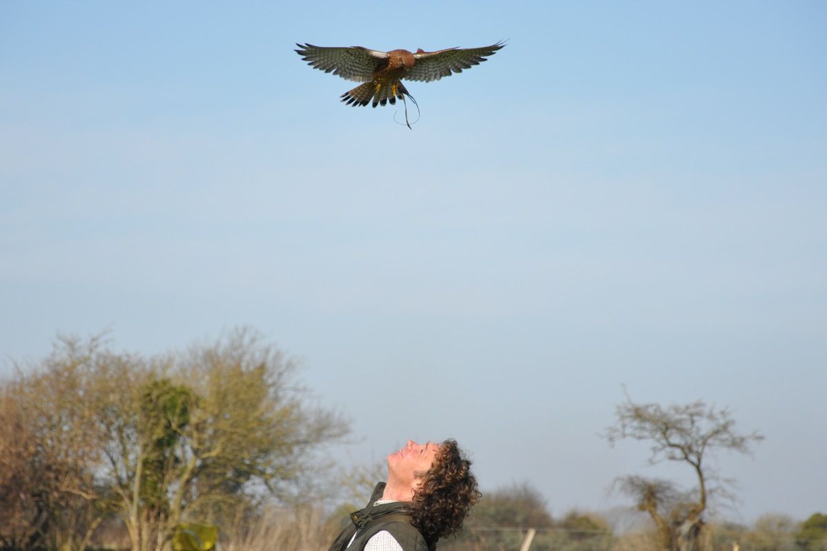 A person is looking up at a bird flying in the sky.