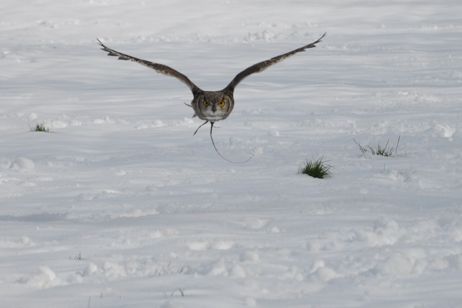An owl is flying over a snowy field.