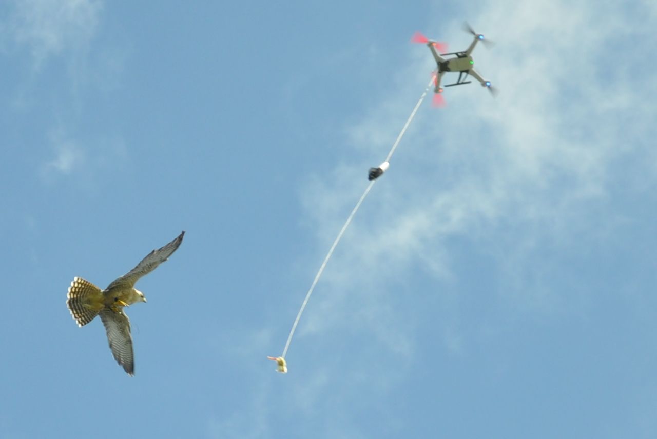 A bird is flying towards a drone that is flying in the sky
