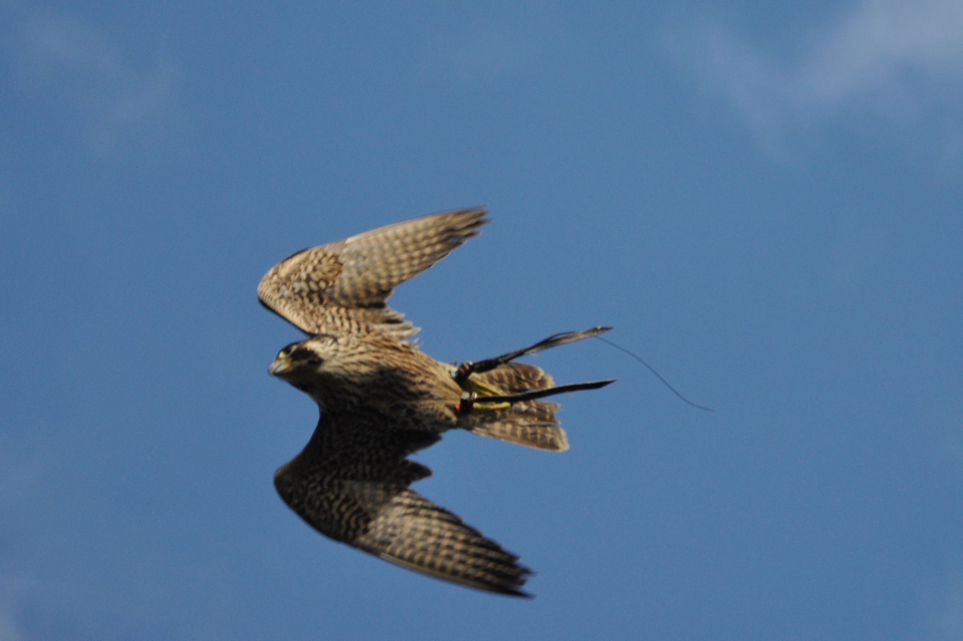 A bird with a rope in its beak is flying through a blue sky