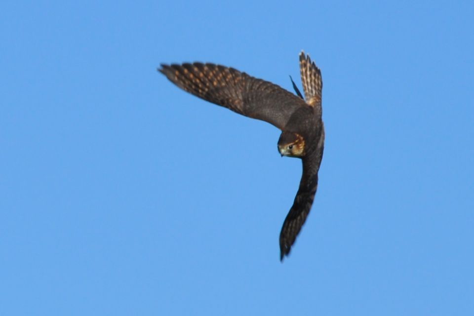 A bird is flying through a blue sky with its wings spread.