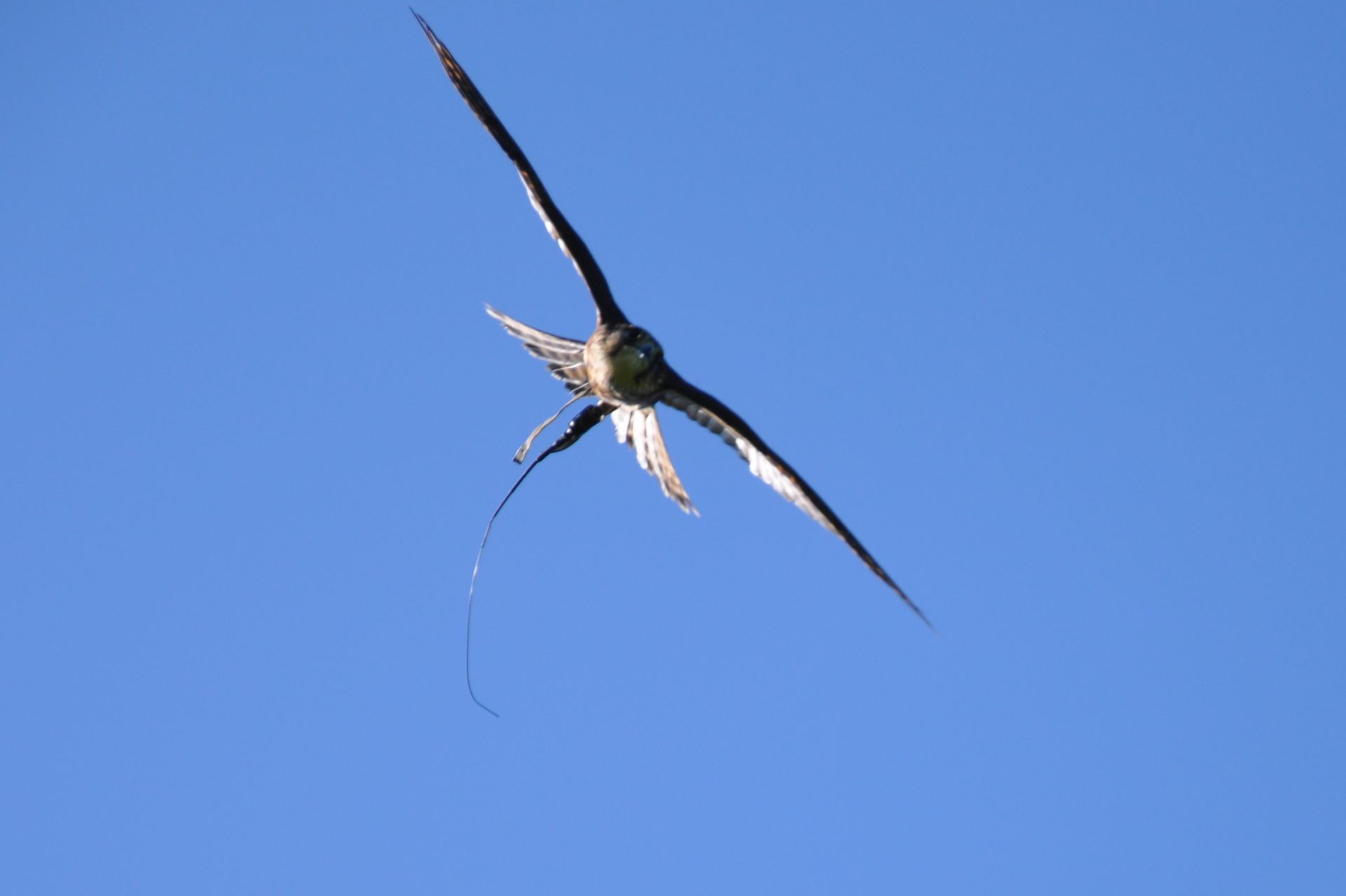 A bird is flying through a blue sky with its wings spread