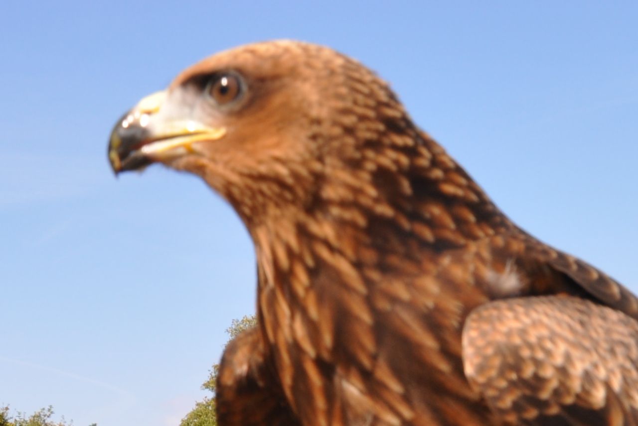 A close up of a bird with a blue sky in the background