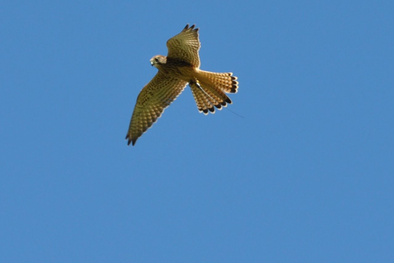 A bird is flying through a blue sky.