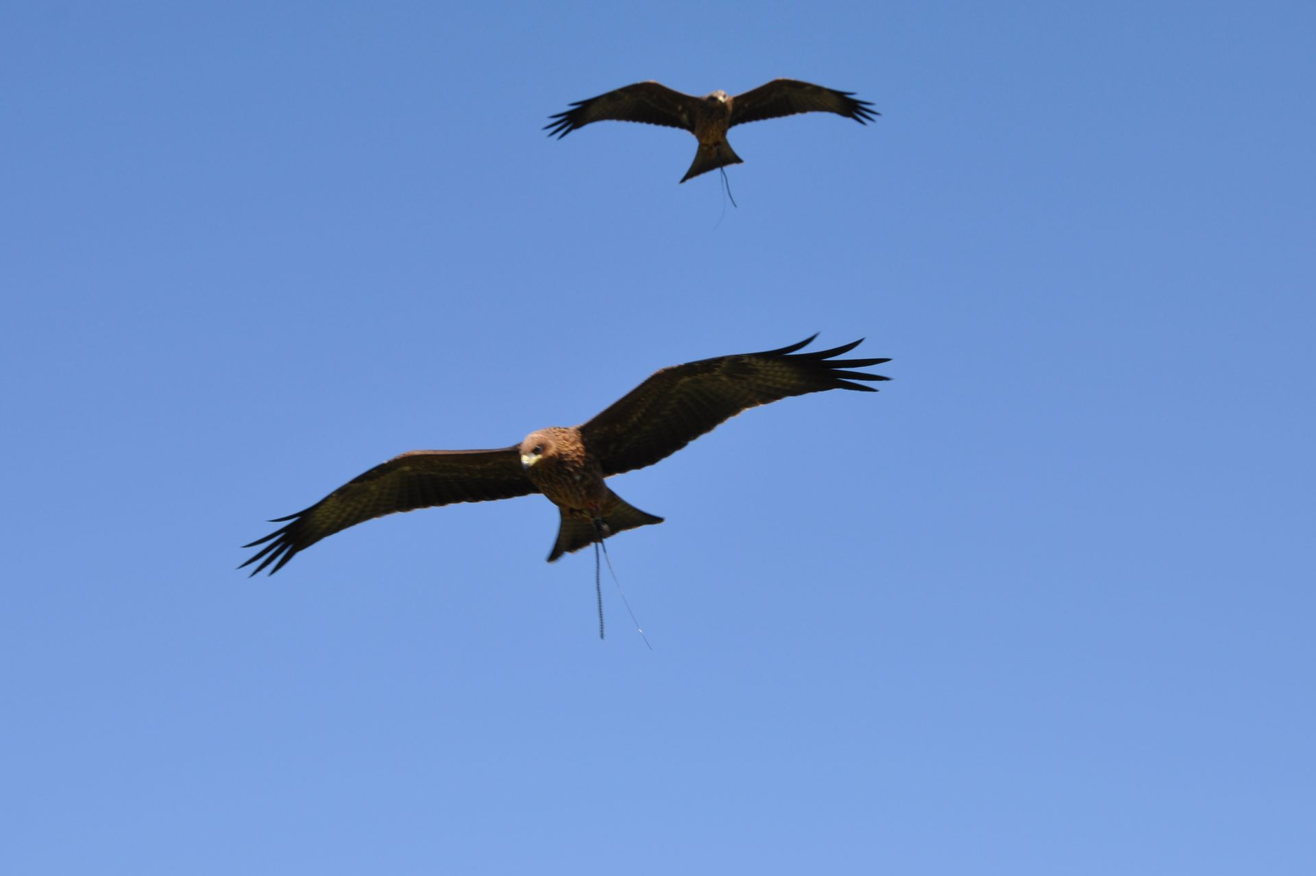 Three birds are flying in a blue sky