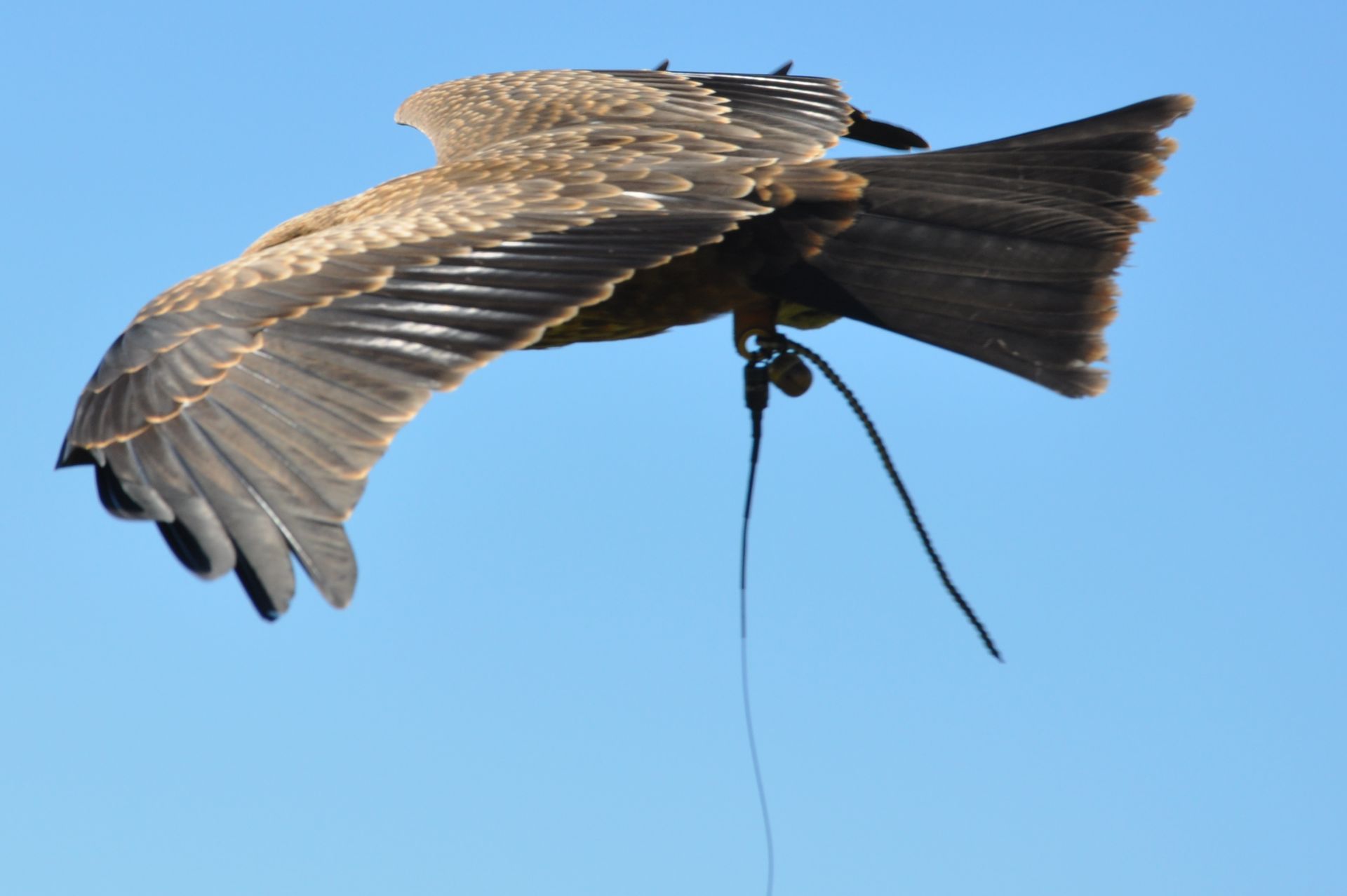 A bird is flying with a rope attached to it