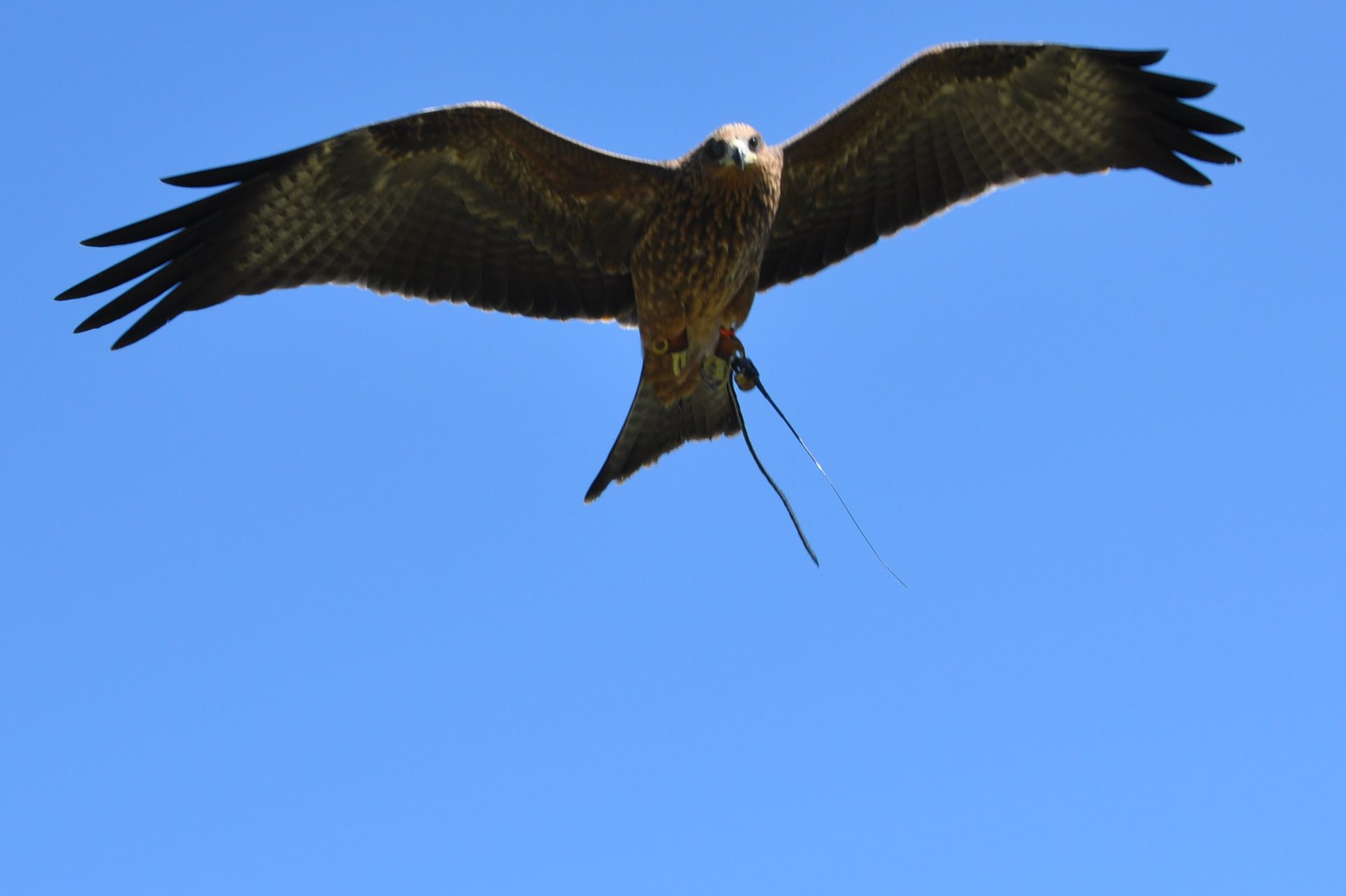 A bird is flying in the sky with a stick in its beak