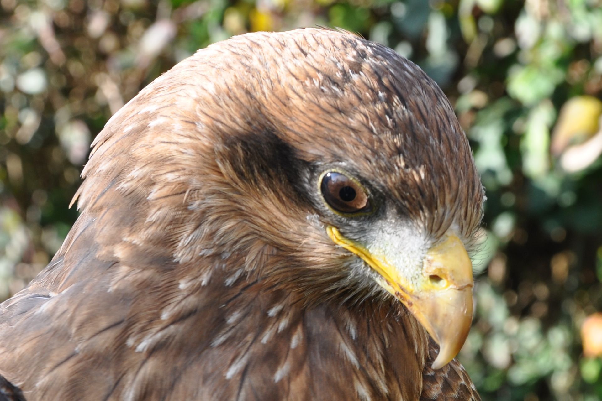 A person is holding a hawk on their hand with its wings spread.
