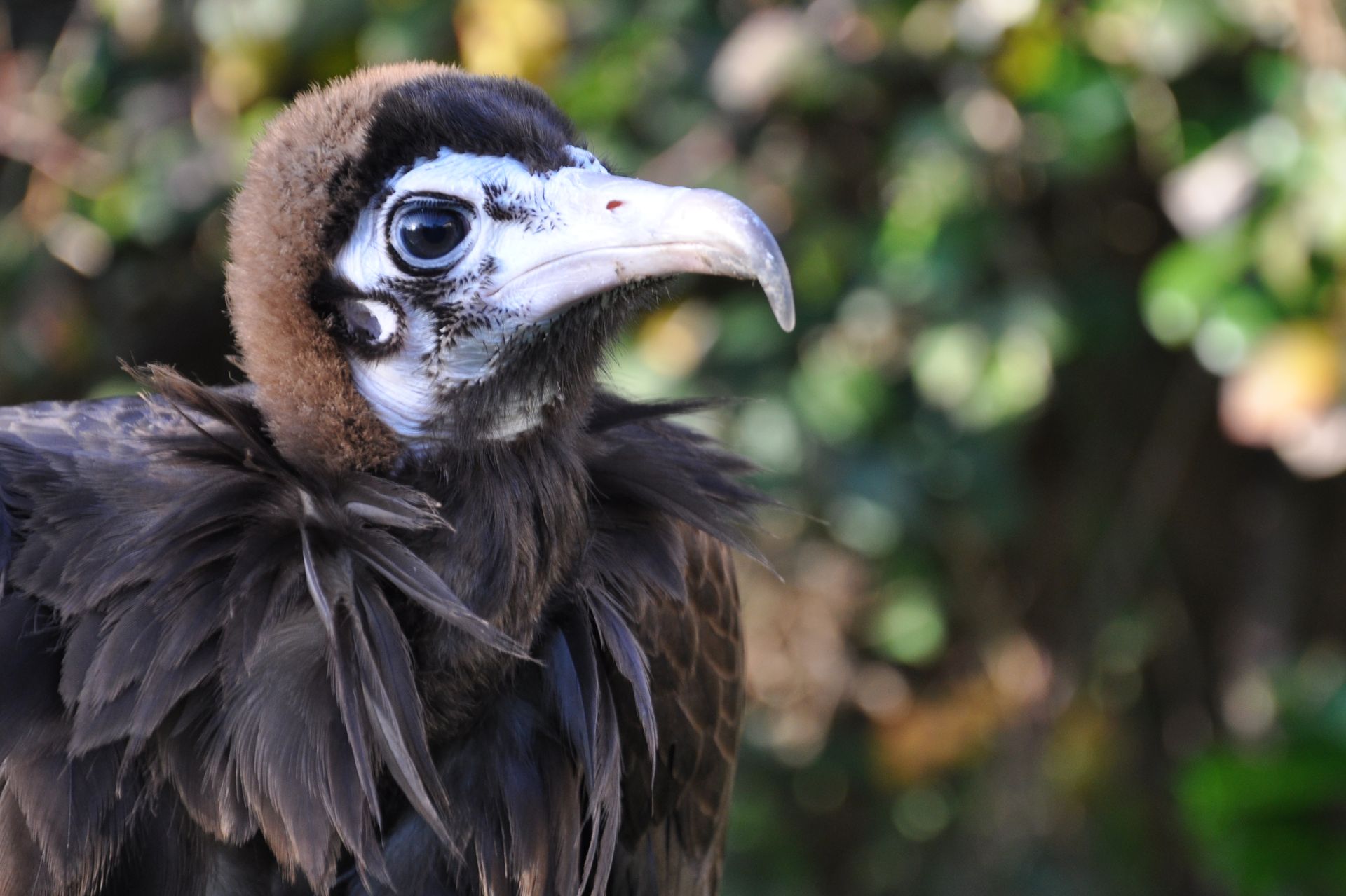 A close up of a black and white bird with a long beak.