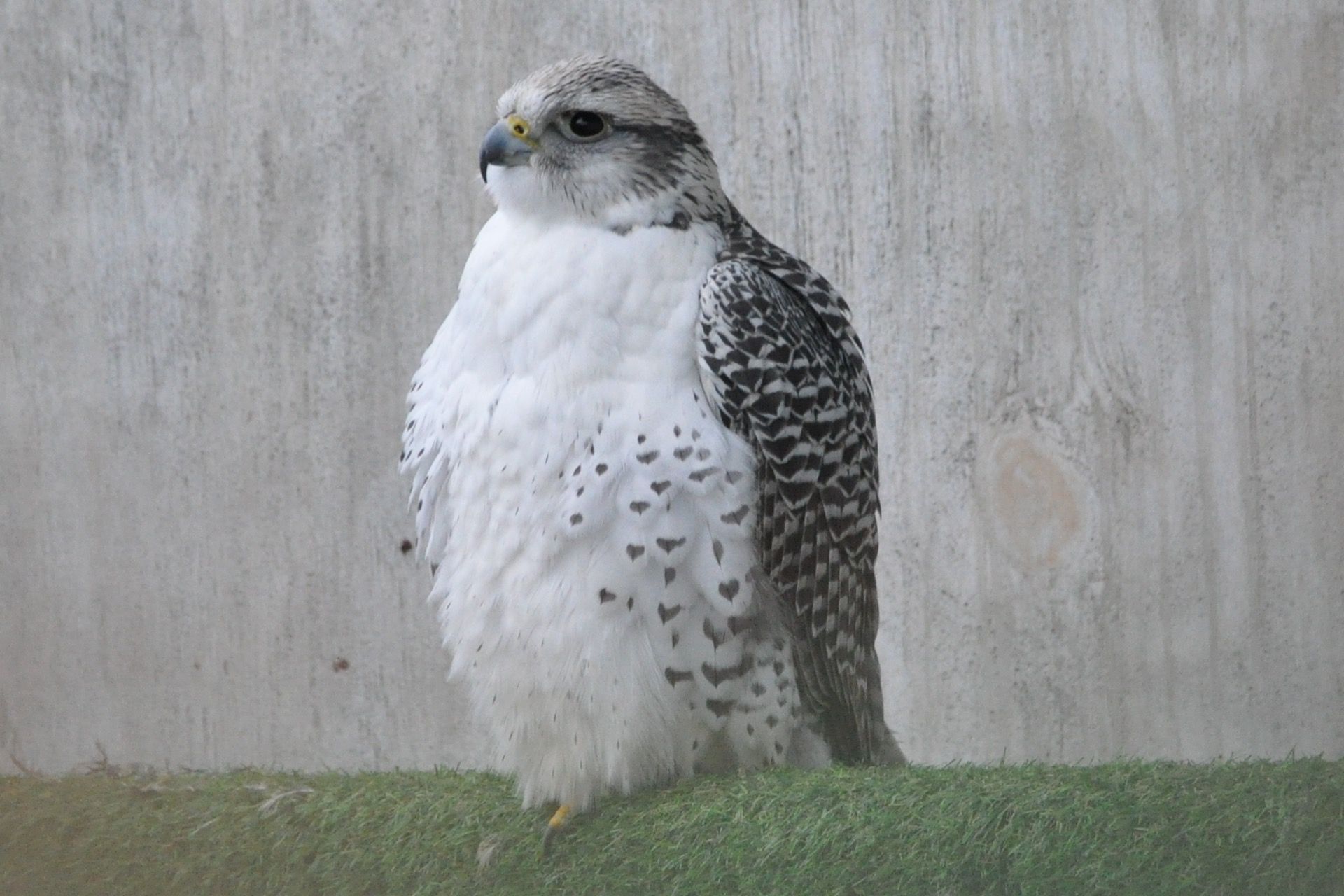A white and black bird is standing on a green ledge.