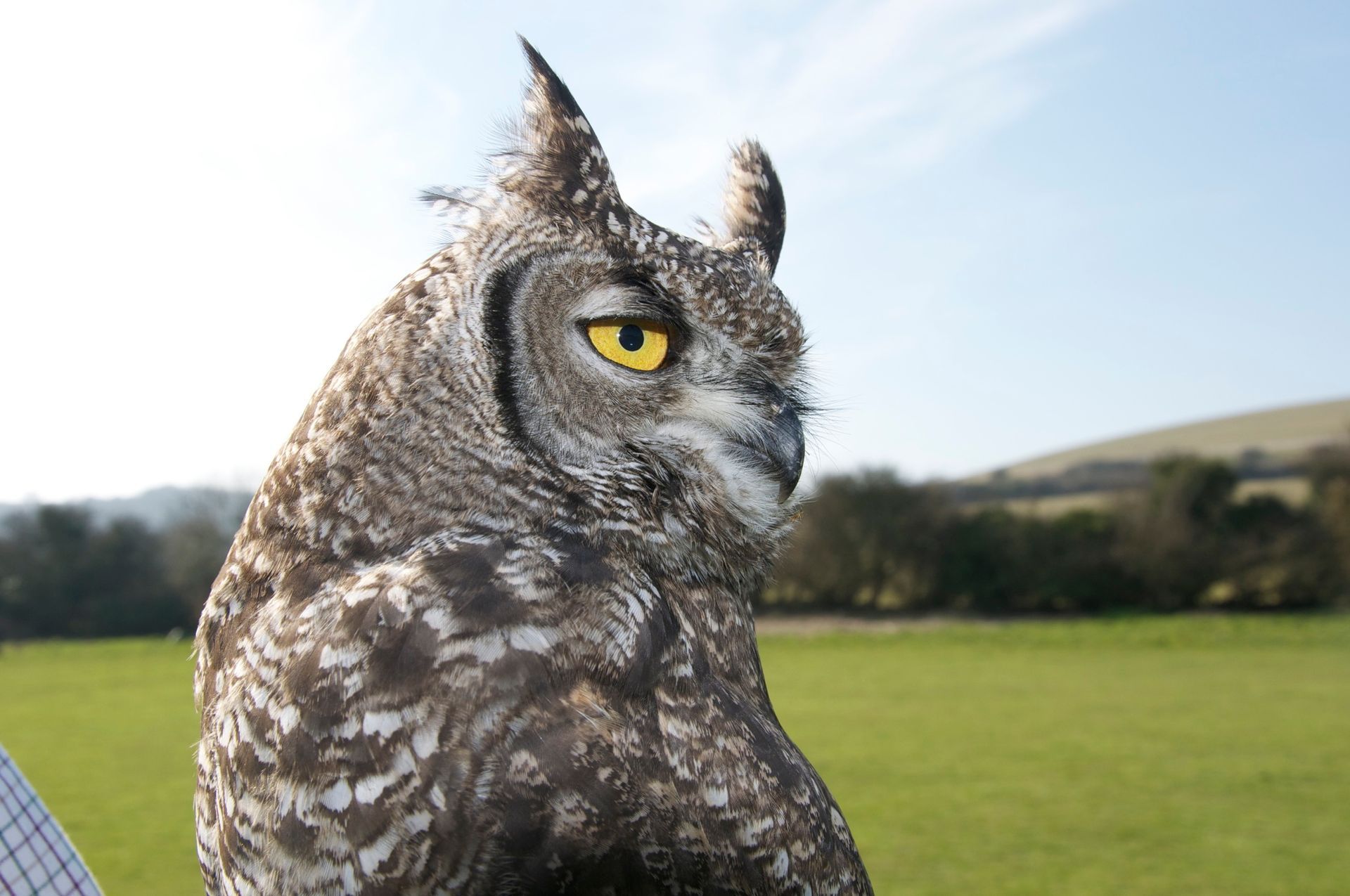An owl with yellow eyes is being held by a person in a field.