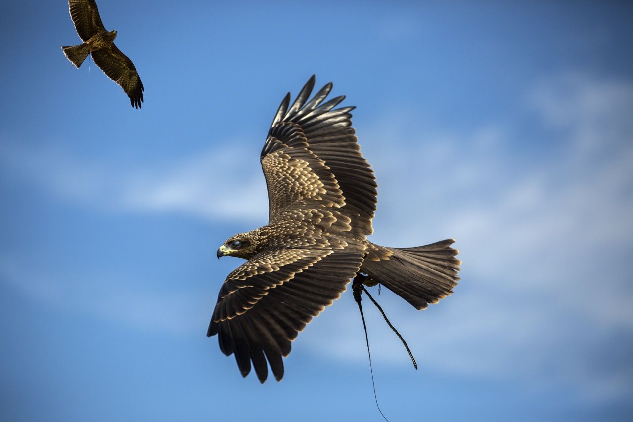 Two birds are flying in the sky one of which is a hawk