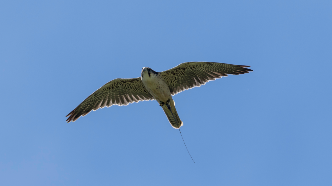 a person is holding a bird with its wings spread .