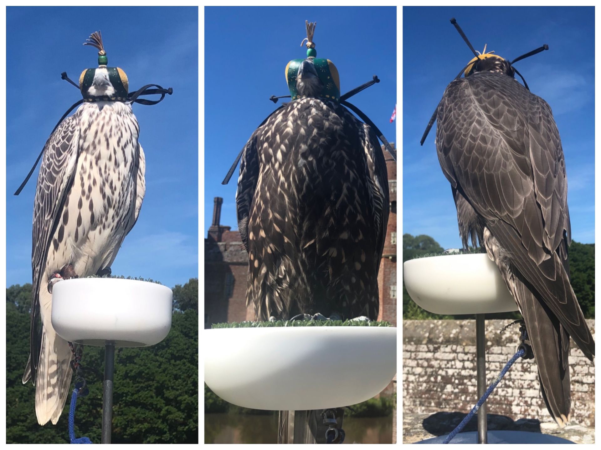 Three pictures of a bird wearing a crown on its head