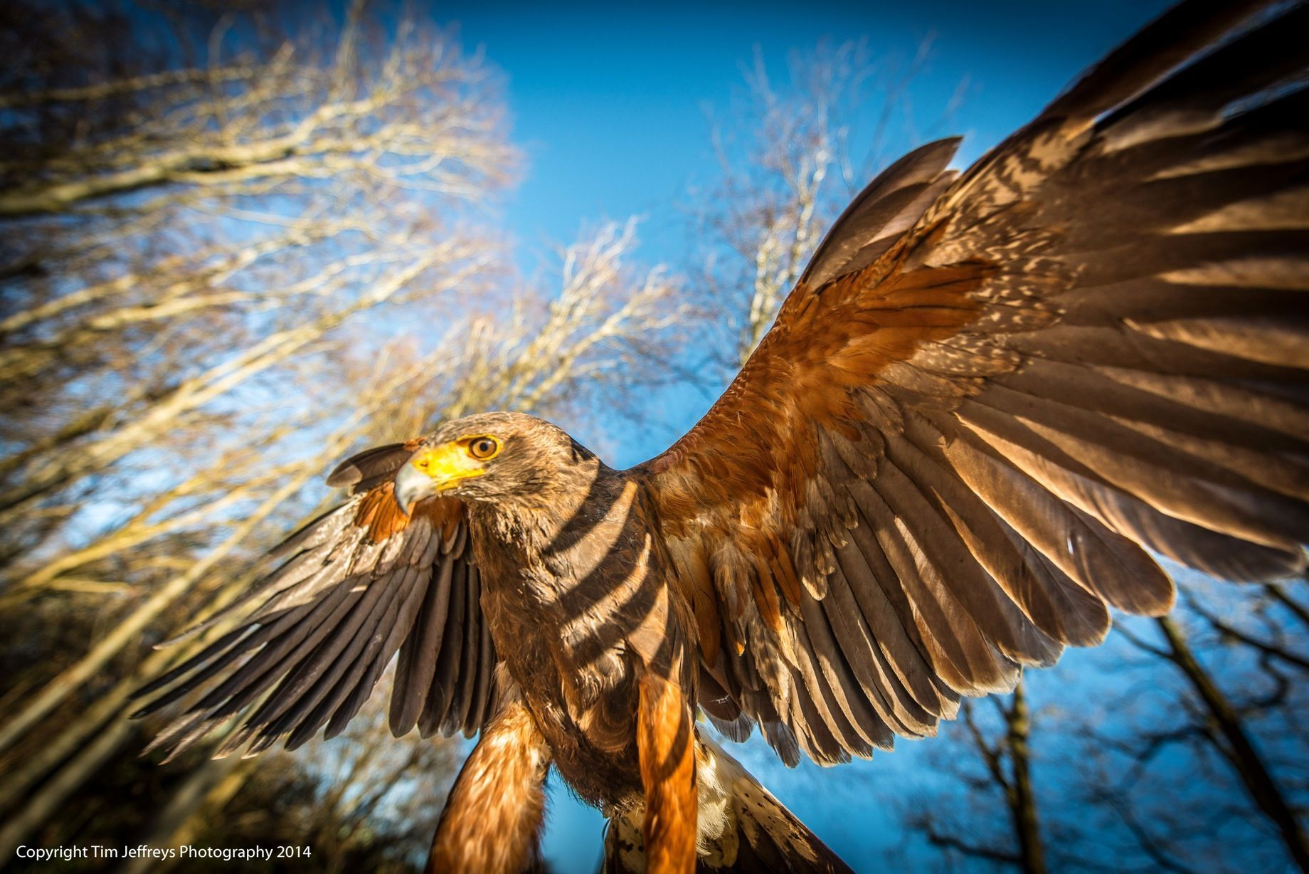 A person is holding a hawk with its wings spread.