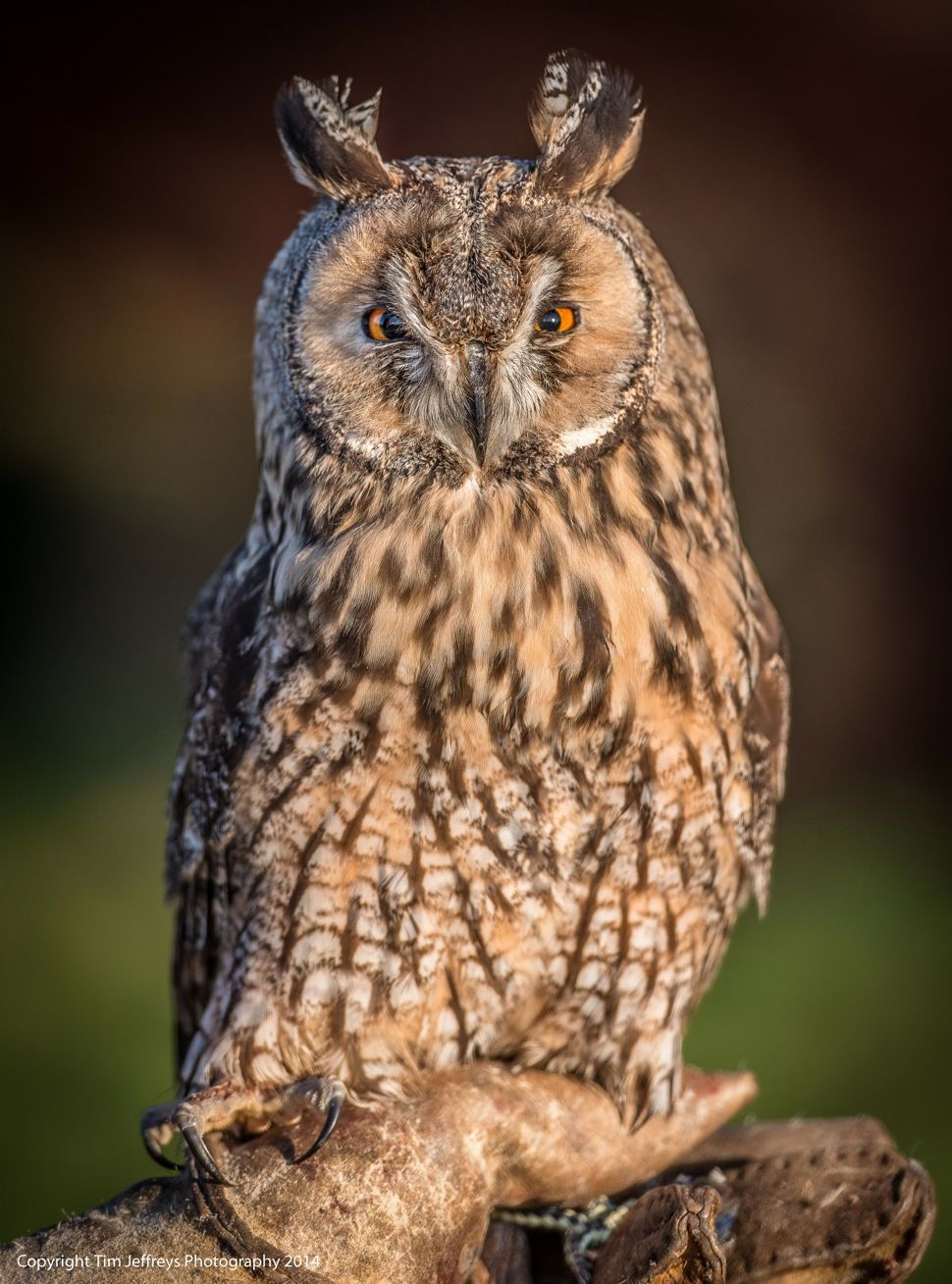 A close up of an owl sitting on a branch.