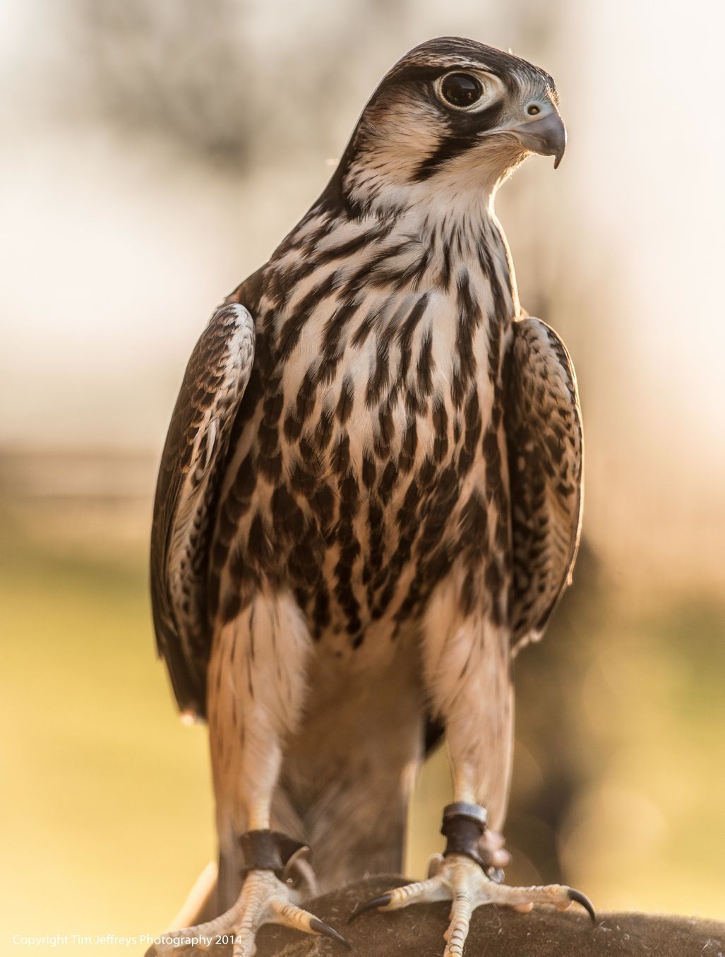 A close up of a bird standing on a rock