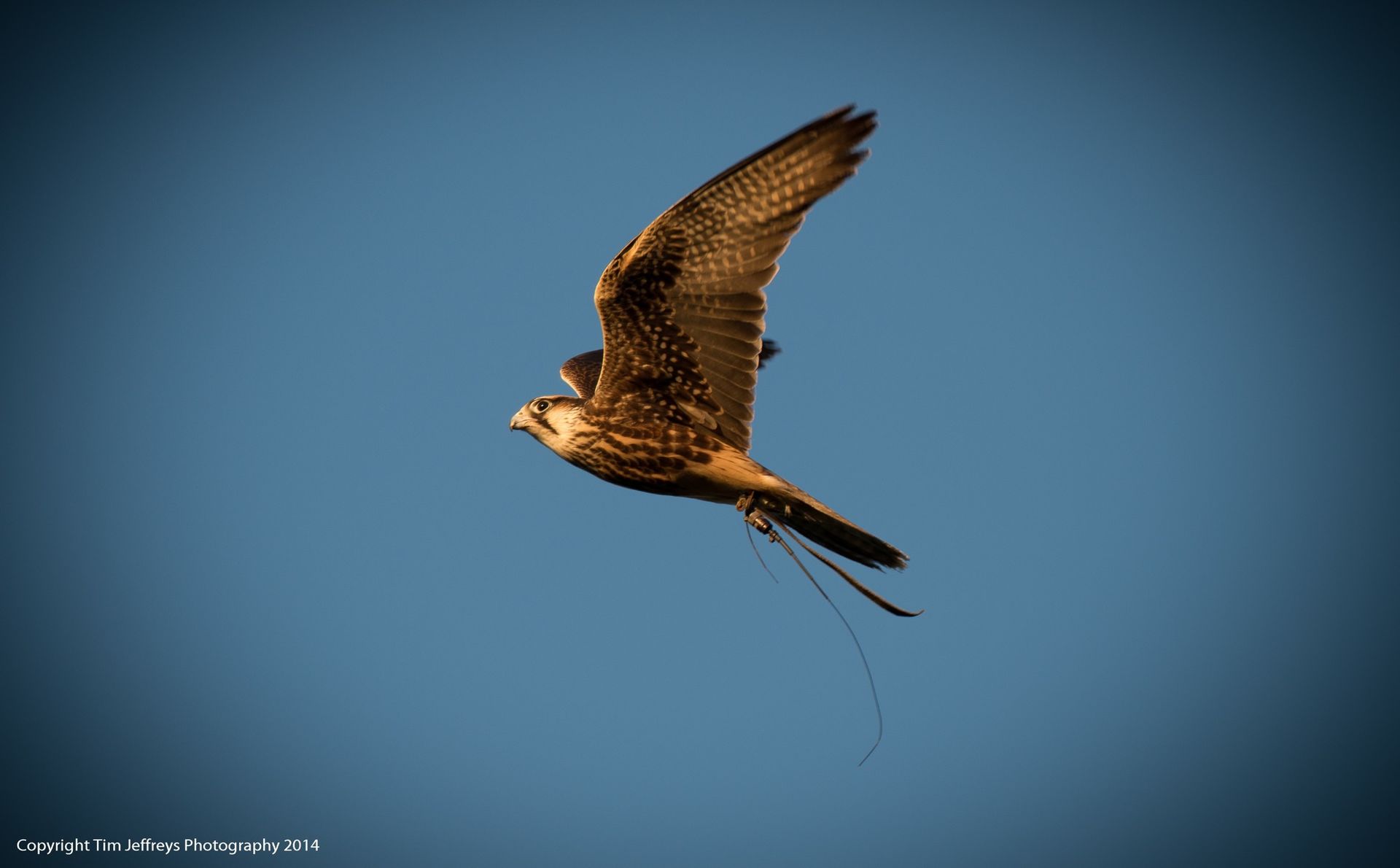 A bird is flying in the sky with a string in its beak