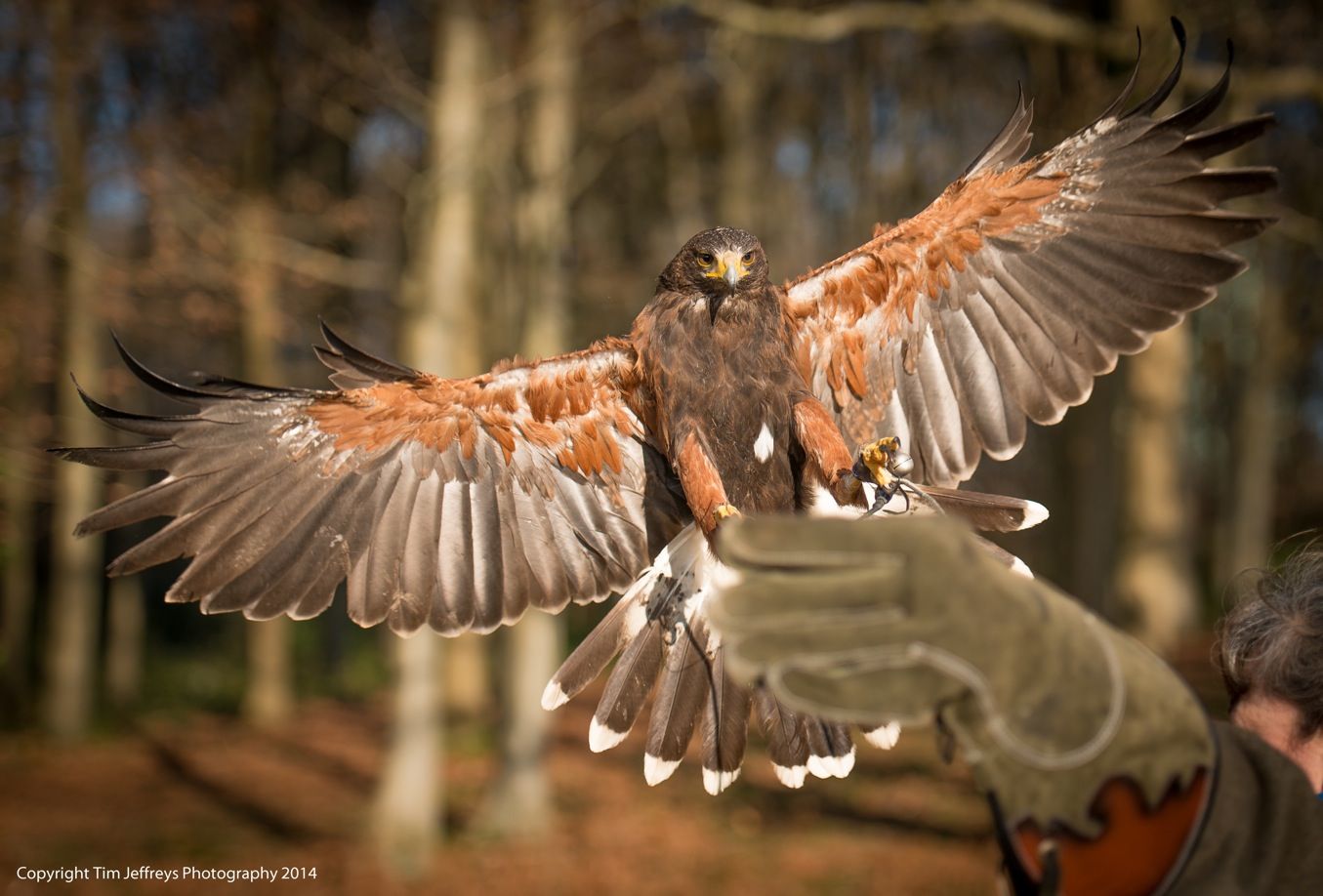 A person is holding a hawk with its wings spread.