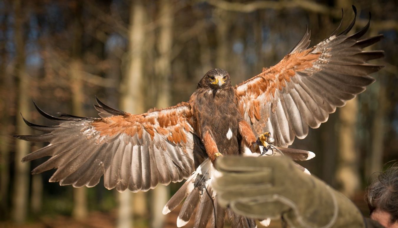 two birds sitting on top of a sign that says east sussex falconry