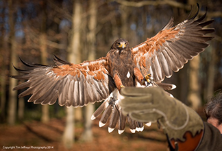 A person is holding a hawk with its wings spread.
