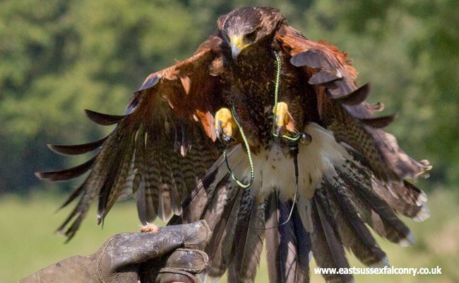 A person is holding an eagle with its wings outstretched.