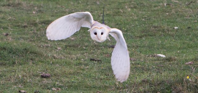 A barn owl is flying over a grassy field.