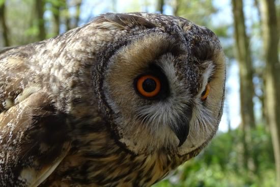 A close up of an owl with orange eyes in the woods.