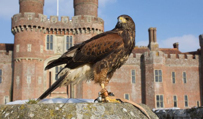 A hawk is perched on a rock in front of a castle.