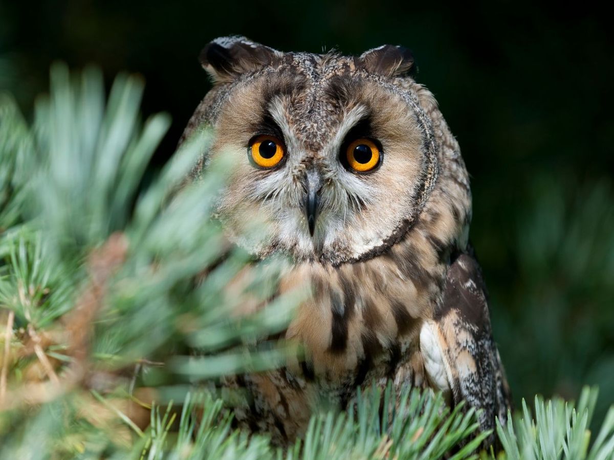 A close up of an owl sitting in a pine tree.