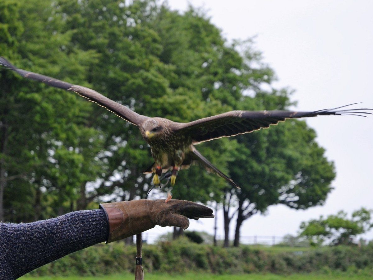 A person is holding a hawk on their hand with its wings spread.
