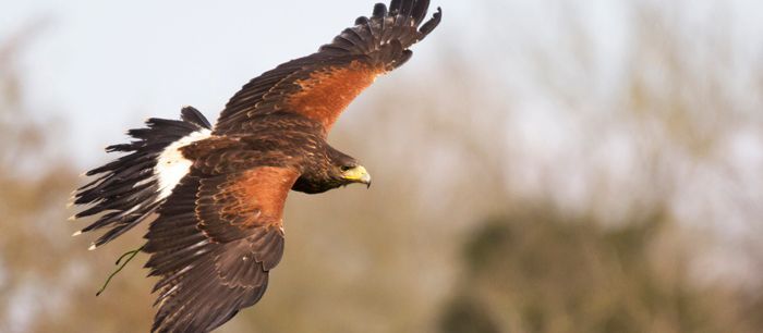 An eagle is flying through the air with its wings spread.