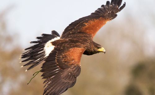 An eagle is flying through the air with its wings spread.