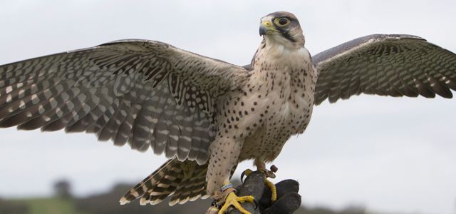 A falcon is perched on a person 's hand with its wings spread.