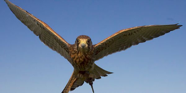 A bird is flying through a blue sky with its wings spread.