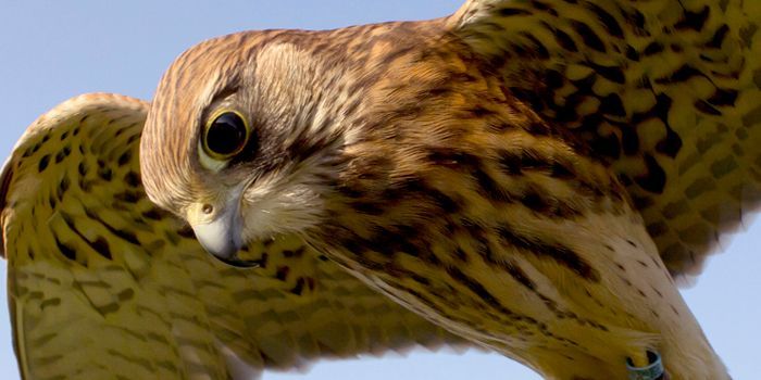 A close up of a bird flying in the sky.