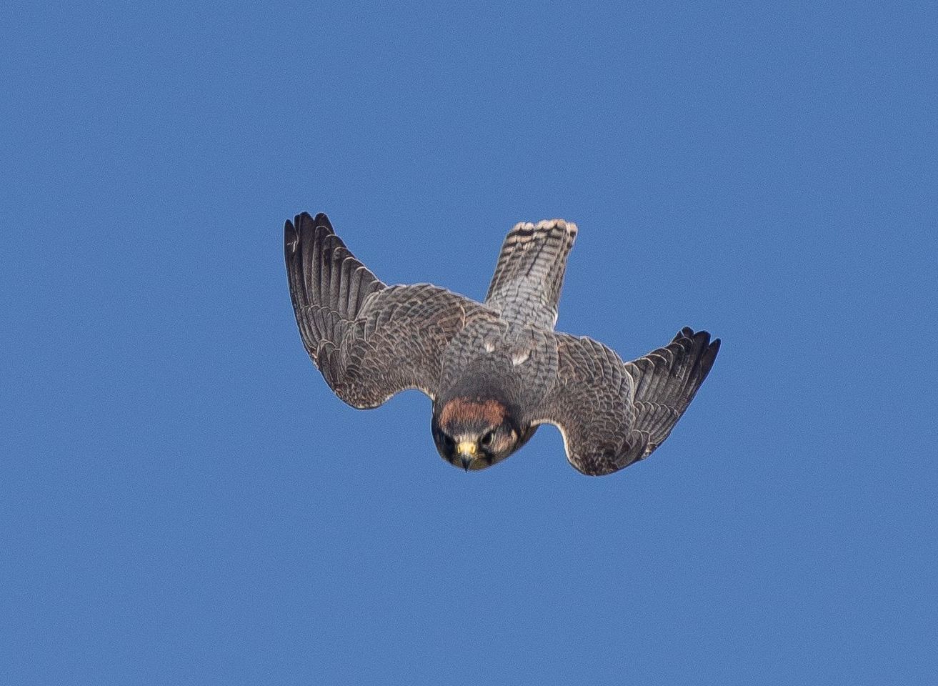 A falcon is perched on a person 's hand with its wings spread.