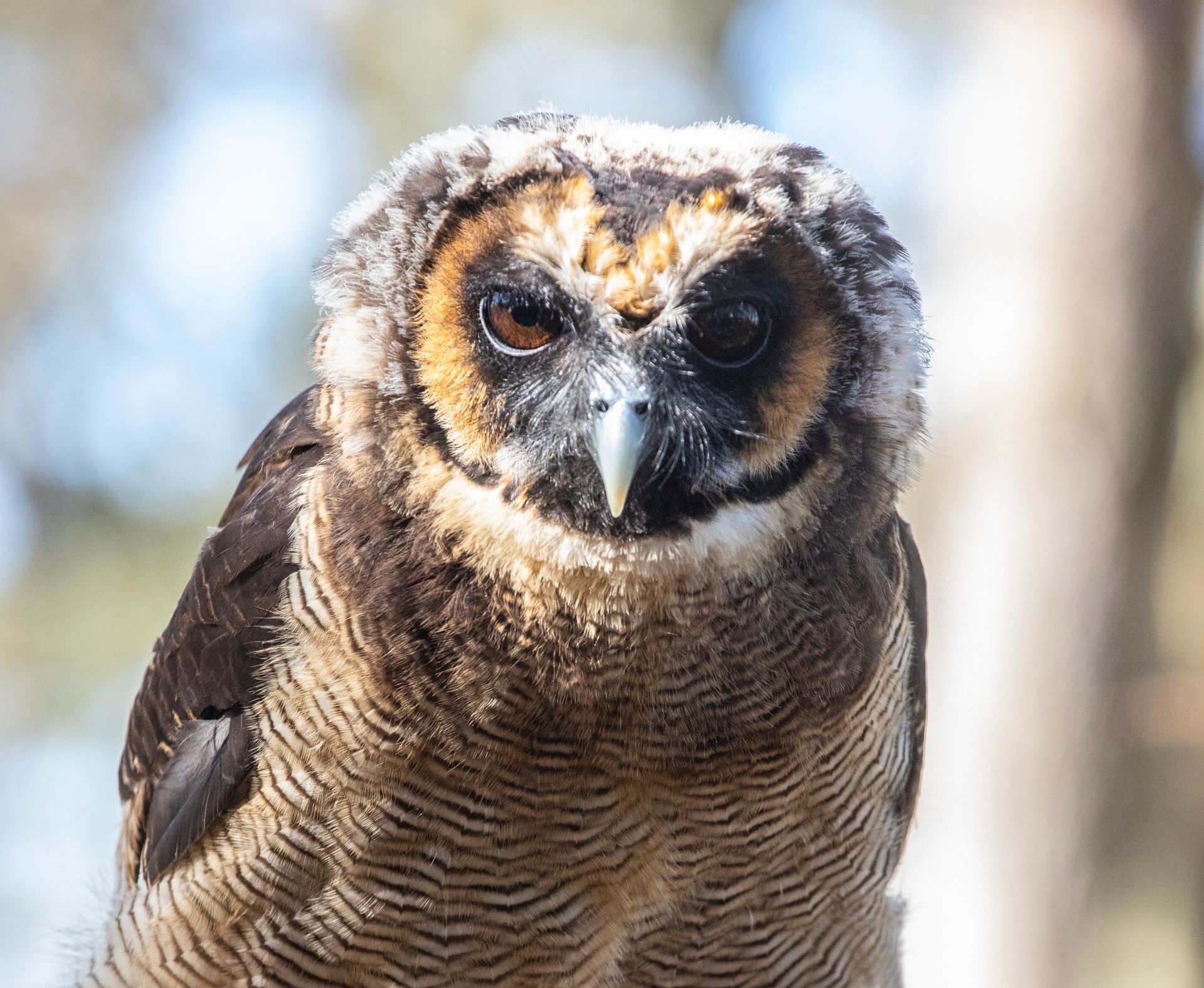 A barn owl with a heart shaped face is looking at the camera.