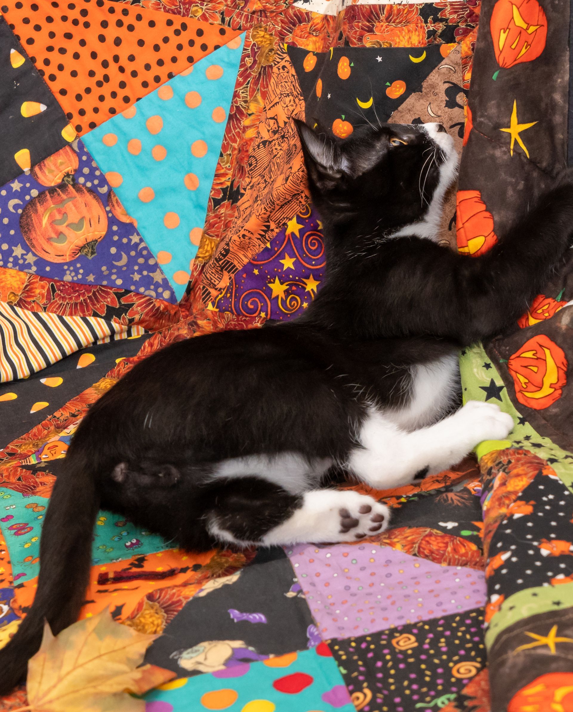 Black-and-white cat sleeping on a colorful Halloween-patterned blanket
