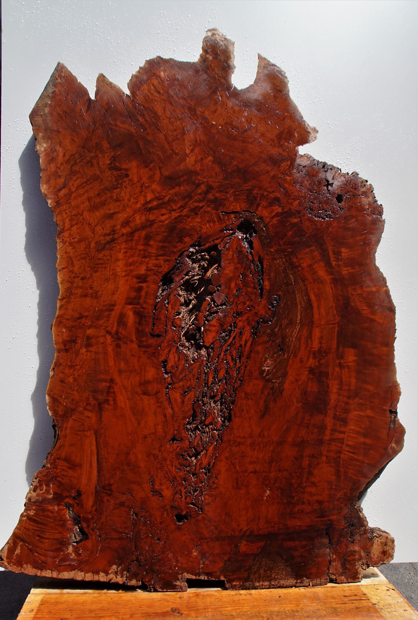 koa