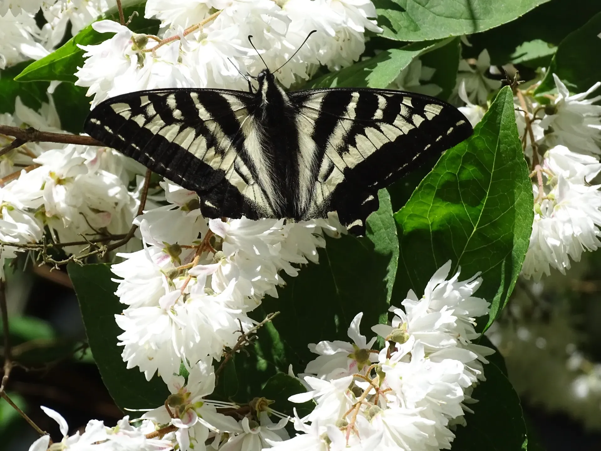 Black-and-white butterfly resting on white flowers among green leaves