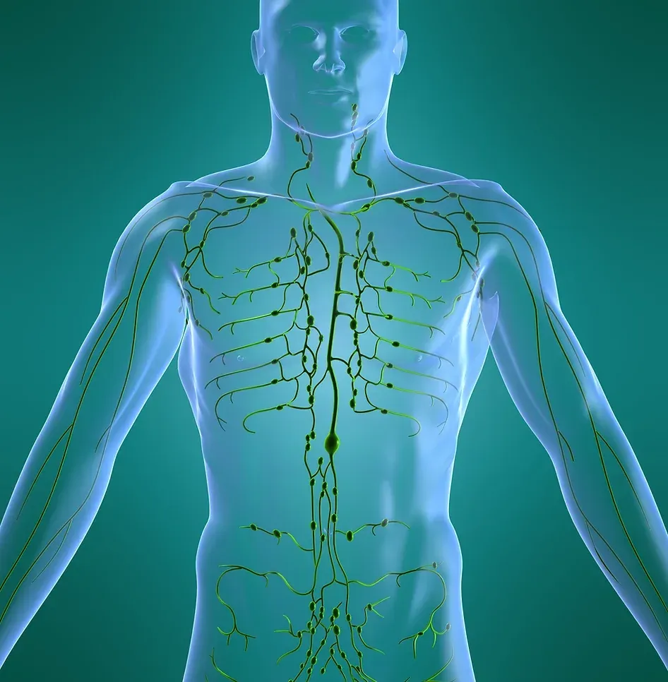 A Computer-Generated Image of A Man's Lymphatic System — Marlton, NJ — Luna Lymphatic Care