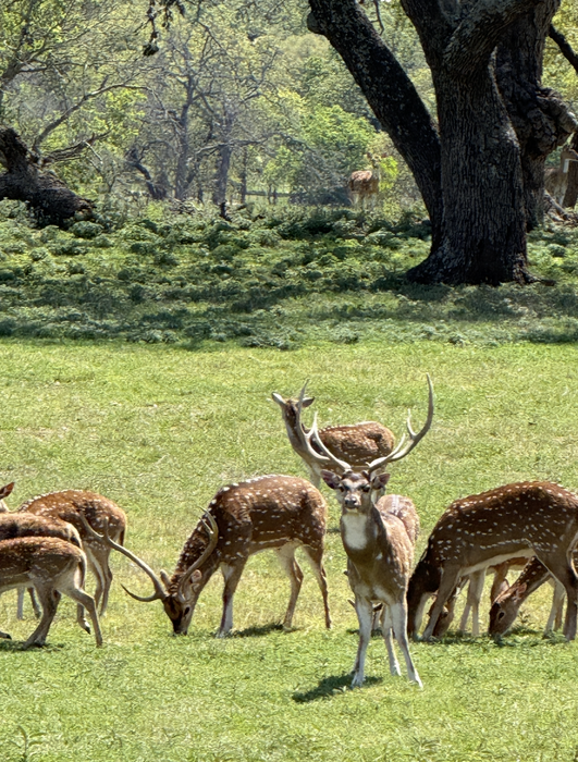 Deer grazing in a sunny field, with a large tree in the background.