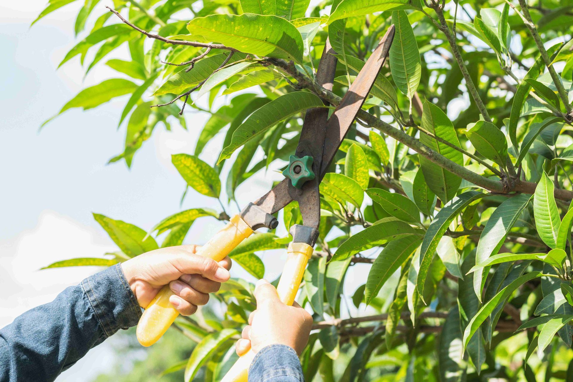 a person is cutting a tree branch with a pair of scissors
