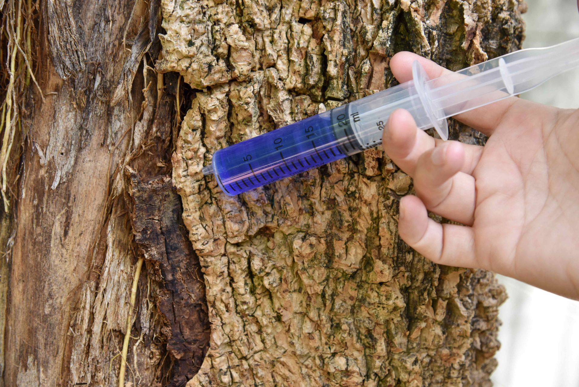 a person is holding a syringe in front of a tree trunk