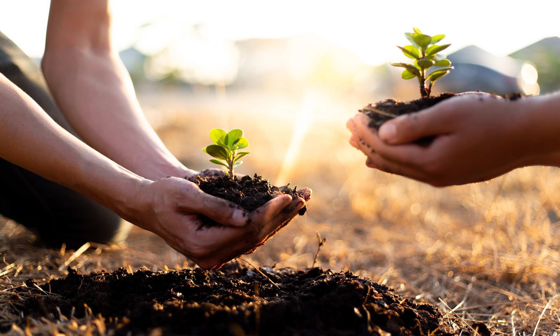 two people are holding a small plant in their hands