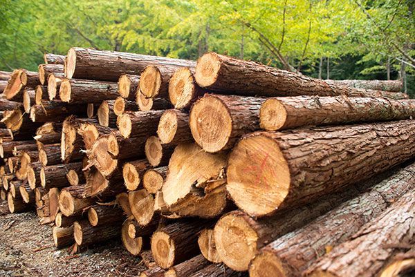 A pile of logs stacked on top of each other in a forest.