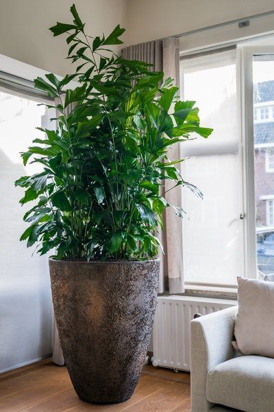 Caryota mitis Caryota mitis