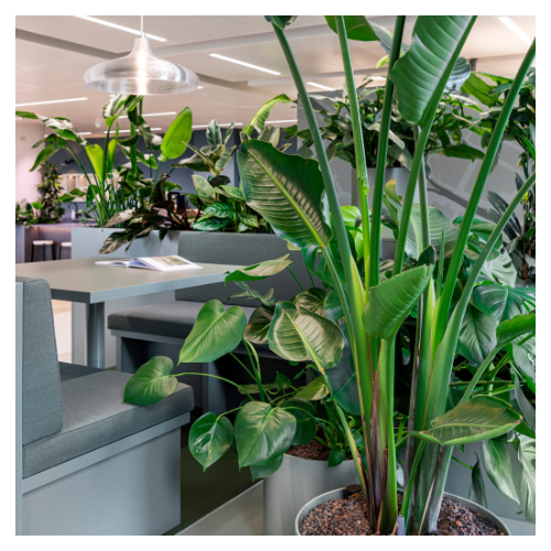 Planten Leasen