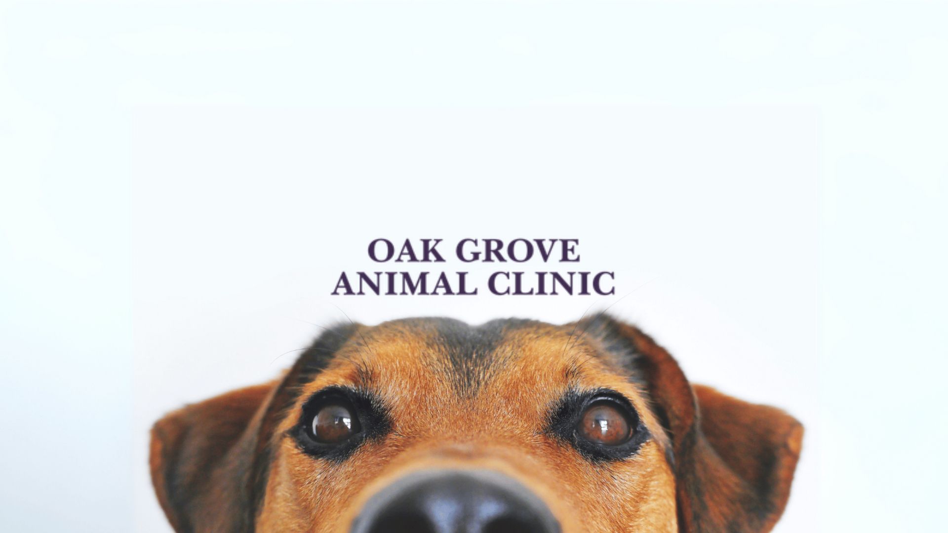 Brown dog peeking up beneath “Oak Grove Animal Clinic” sign on a white background